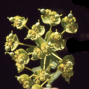 Photographie n°2335456 du taxon Euphorbia seguieriana Neck. [1770]