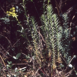 Photographie n°2335457 du taxon Euphorbia seguieriana Neck. [1770]