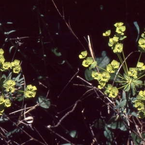 Photographie n°2335458 du taxon Euphorbia seguieriana Neck. [1770]