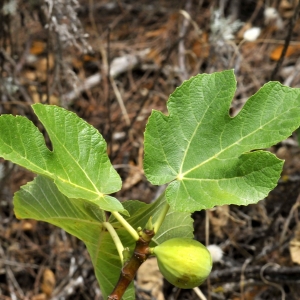 Photographie n°2335481 du taxon Ficus carica L.