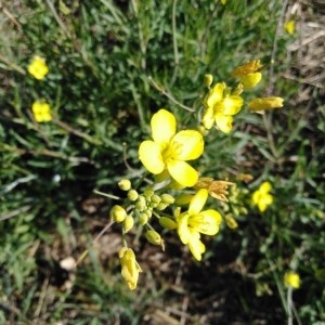  - Diplotaxis tenuifolia (L.) DC. [1821]