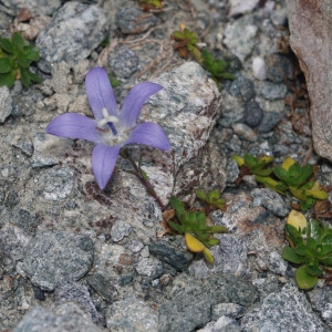 Photographie n°2335496 du taxon Campanula cenisia L. [1763]