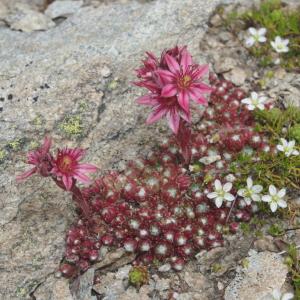 Photographie n°2335500 du taxon Sempervivum arachnoideum L. [1753]