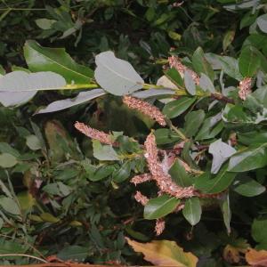 Photographie n°2335504 du taxon Salix myrsinifolia Salisb. [1796]