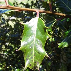 Photographie n°2335511 du taxon Ilex aquifolium L. [1753]