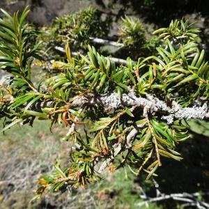 Photographie n°2335522 du taxon Taxus baccata L.