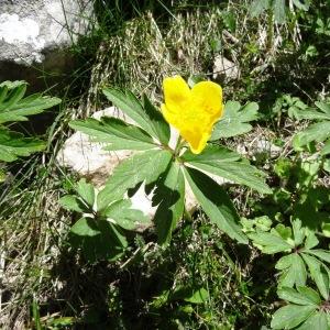  - Anemone ranunculoides subsp. ranunculoides 