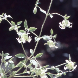 Photographie n°2335563 du taxon Silene baccifera (L.) Roth