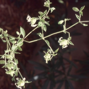 Photographie n°2335564 du taxon Silene baccifera (L.) Roth