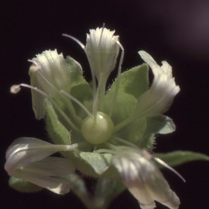 Photographie n°2335565 du taxon Silene baccifera (L.) Roth