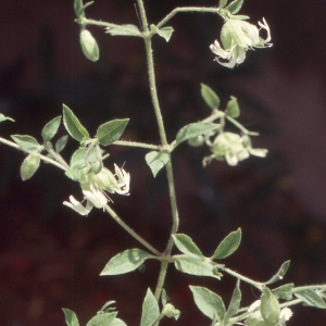 Photographie n°2335566 du taxon Silene baccifera (L.) Roth