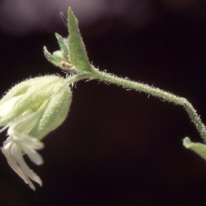 Photographie n°2335570 du taxon Silene baccifera (L.) Roth