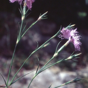 Photographie n°2335575 du taxon Dianthus hyssopifolius subsp. monspessulanus (L.) Graebn. & P.Graebn. [1922]