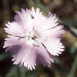  - Dianthus gallicus Pers. [1805]