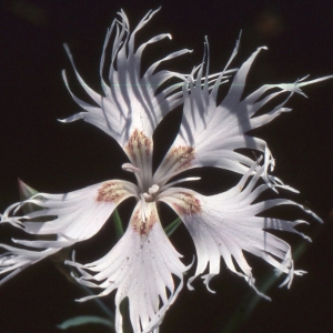 Photographie n°2335581 du taxon Dianthus hyssopifolius L.