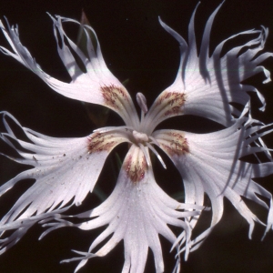 Photographie n°2335582 du taxon Dianthus hyssopifolius L.