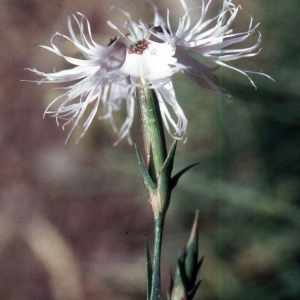 Photographie n°2335587 du taxon Dianthus hyssopifolius L.