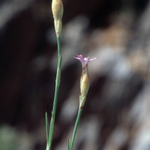 Photographie n°2335593 du taxon Petrorhagia prolifera (L.) P.W.Ball & Heywood [1964]