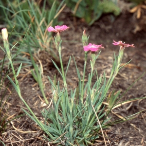 Photographie n°2335597 du taxon Dianthus pavonius Tausch [1839]