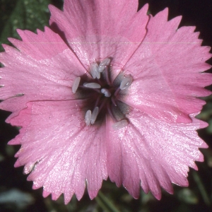 Photographie n°2335598 du taxon Dianthus pavonius Tausch [1839]