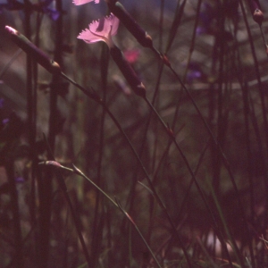  - Dianthus sylvestris Wulfen [1786]