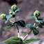  Liliane Roubaudi - Euphorbia hyberna L. [1753]