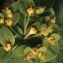  Liliane Roubaudi - Euphorbia hyberna L. [1753]