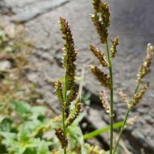 Photographie n°2335631 du taxon Echinochloa crus-galli (L.) P.Beauv. [1812]