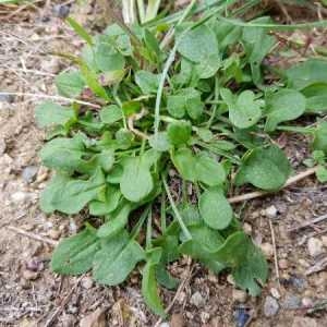 Photographie n°2335636 du taxon Rumex acetosella L.