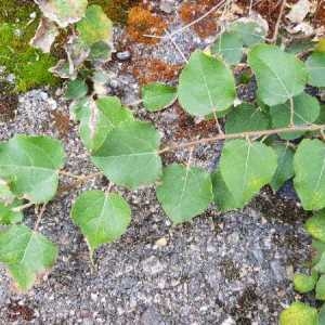 Photographie n°2335646 du taxon Populus tremula L.