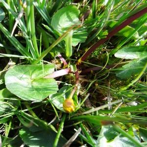 Photographie n°2335677 du taxon Caltha palustris L. [1753]