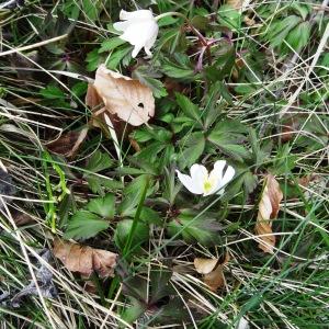 Photographie n°2335709 du taxon Anemone nemorosa L. [1753]