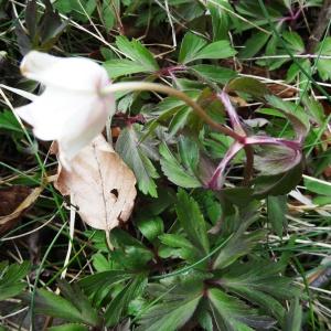 Photographie n°2335710 du taxon Anemone nemorosa L. [1753]