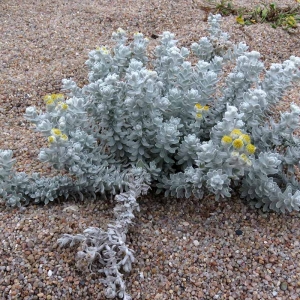  - Achillea maritima (L.) Ehrend. & Y.P.Guo