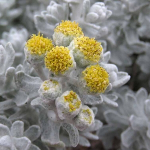  - Achillea maritima (L.) Ehrend. & Y.P.Guo