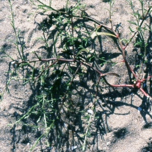 Photographie n°2335758 du taxon Corispermum declinatum Steph. ex Steven [1817]