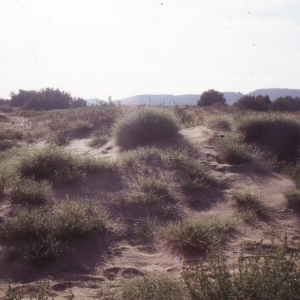 Photographie n°2335759 du taxon Corispermum declinatum Steph. ex Steven [1817]