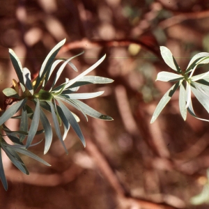  - Euphorbia dendroides L. [1753]
