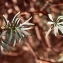  Liliane Roubaudi - Euphorbia dendroides L. [1753]