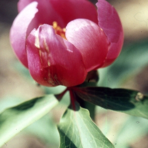 Photographie n°2335763 du taxon Paeonia mascula (L.) Mill. [1768]