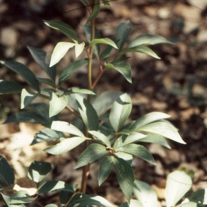 Photographie n°2335765 du taxon Paeonia mascula (L.) Mill. [1768]