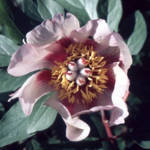 Photographie n°2335767 du taxon Paeonia mascula (L.) Mill. [1768]