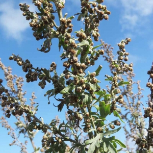 Photographie n°2335775 du taxon Artemisia absinthium L.