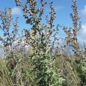 Photographie n°2335776 du taxon Artemisia absinthium L.