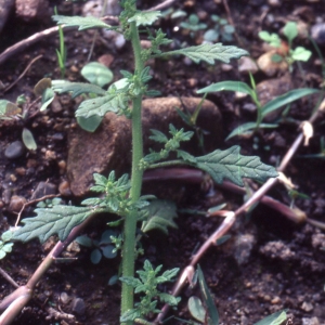Photographie n°2335808 du taxon Chenopodium pumilio R.Br. [1810]