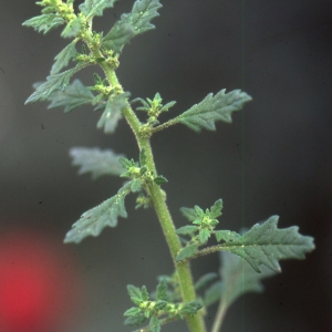 Photographie n°2335810 du taxon Chenopodium pumilio R.Br. [1810]