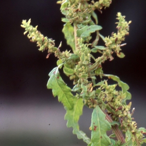 Photographie n°2335811 du taxon Chenopodium pumilio R.Br. [1810]