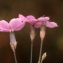  Liliane Roubaudi - Dianthus pungens L. [1771]