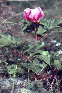 Liliane Roubaudi, le 18 avril 1992 (Portugal Cove - St. Philips)