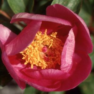 Paeonia broteroi Boiss. & Reut.